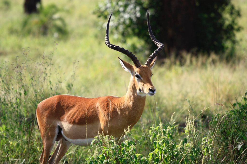antelope (1)