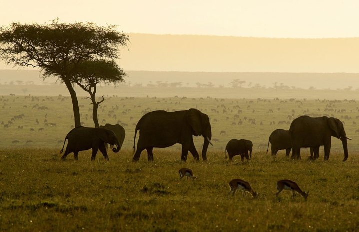 Masai_Mara_National_Reserve_009