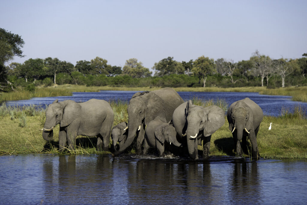 Tett-Safaris_linyanti-elephant-botswana-wilderness_Tett-Safari